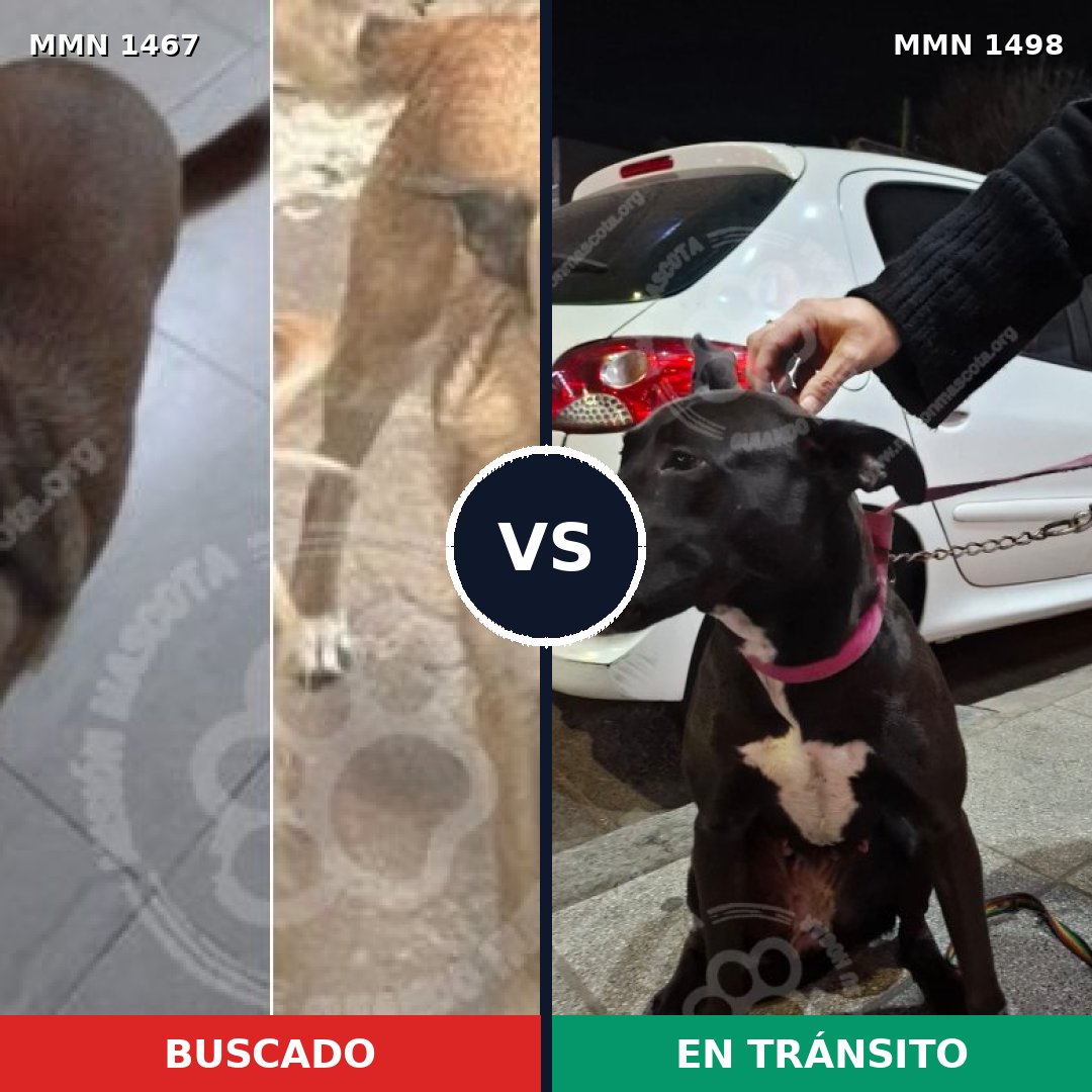 Comparativa MMS 26708: mascota perdida y mascota encontrada, 64% de similitud