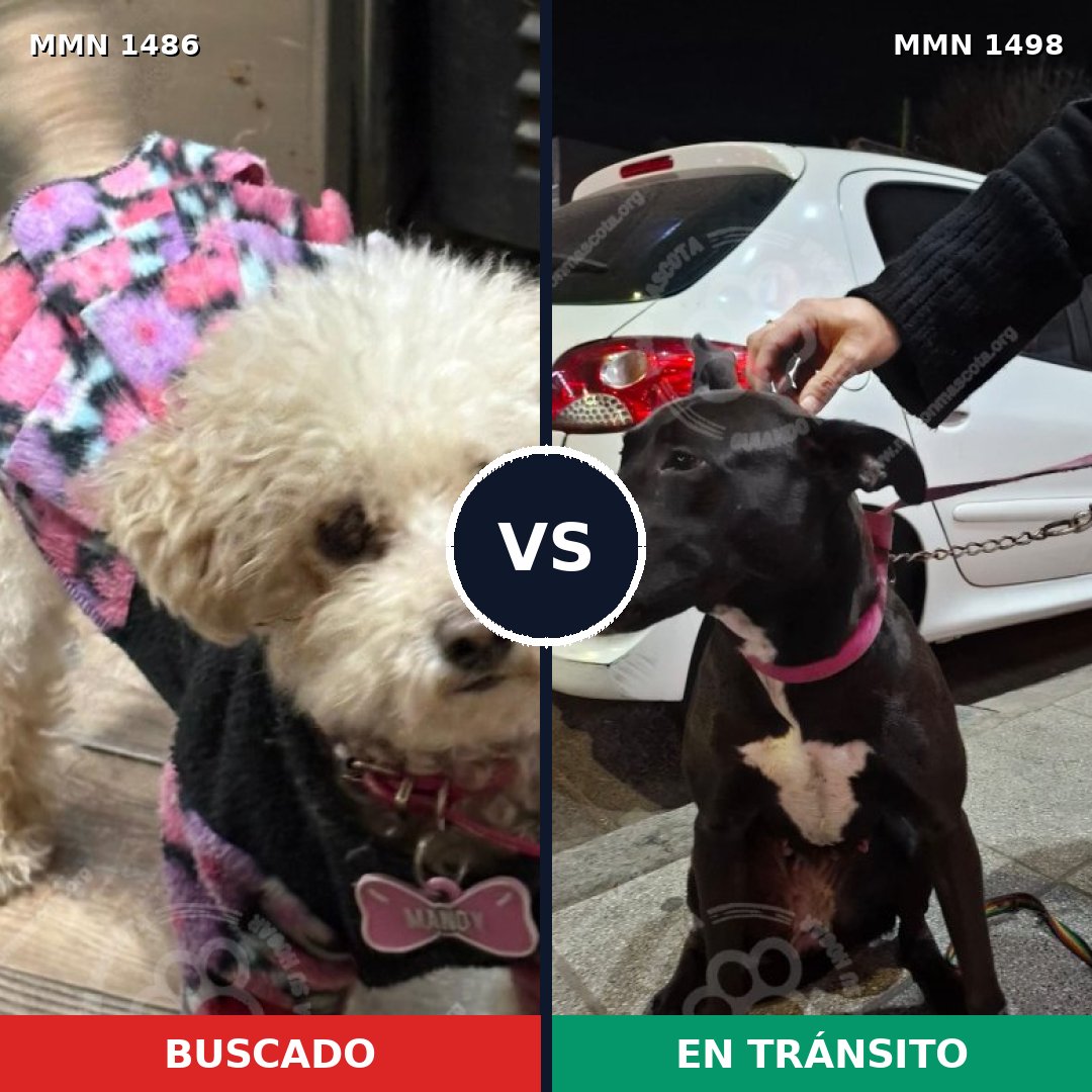 Comparativa MMS 26709: mascota perdida y mascota encontrada, 22% de similitud