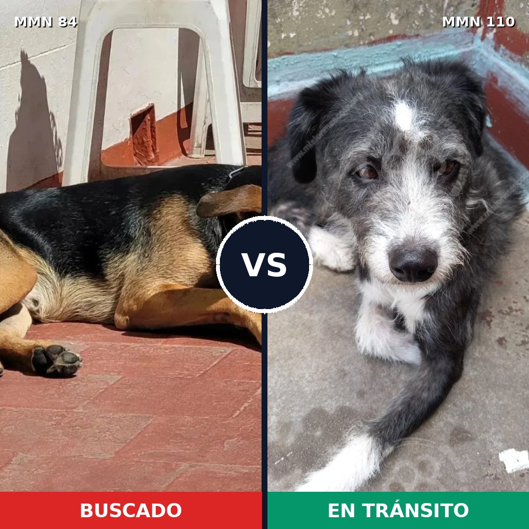 Comparativa MMS 2671: mascota perdida y mascota encontrada, 74% de similitud