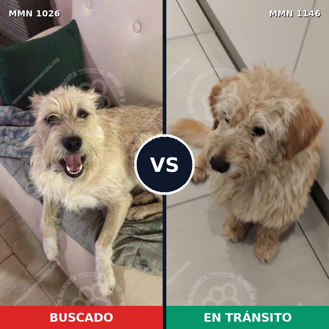 Comparativa MMS 26714: mascota perdida y mascota encontrada, 61% de similitud