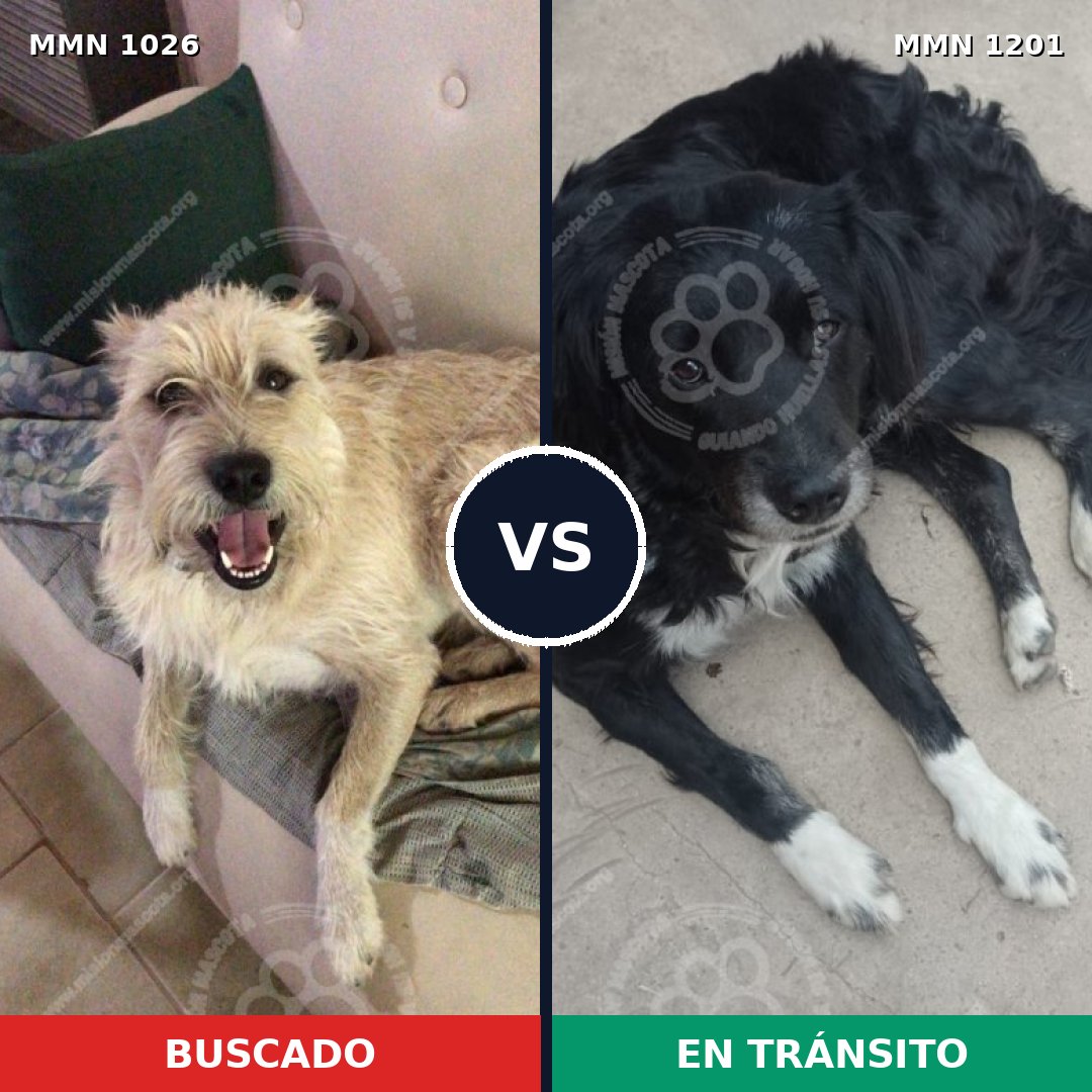 Comparativa MMS 26717: mascota perdida y mascota encontrada, 76% de similitud