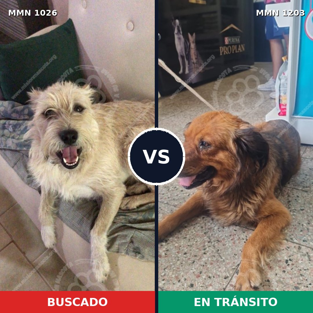 Comparativa MMS 26718: mascota perdida y mascota encontrada, 58% de similitud