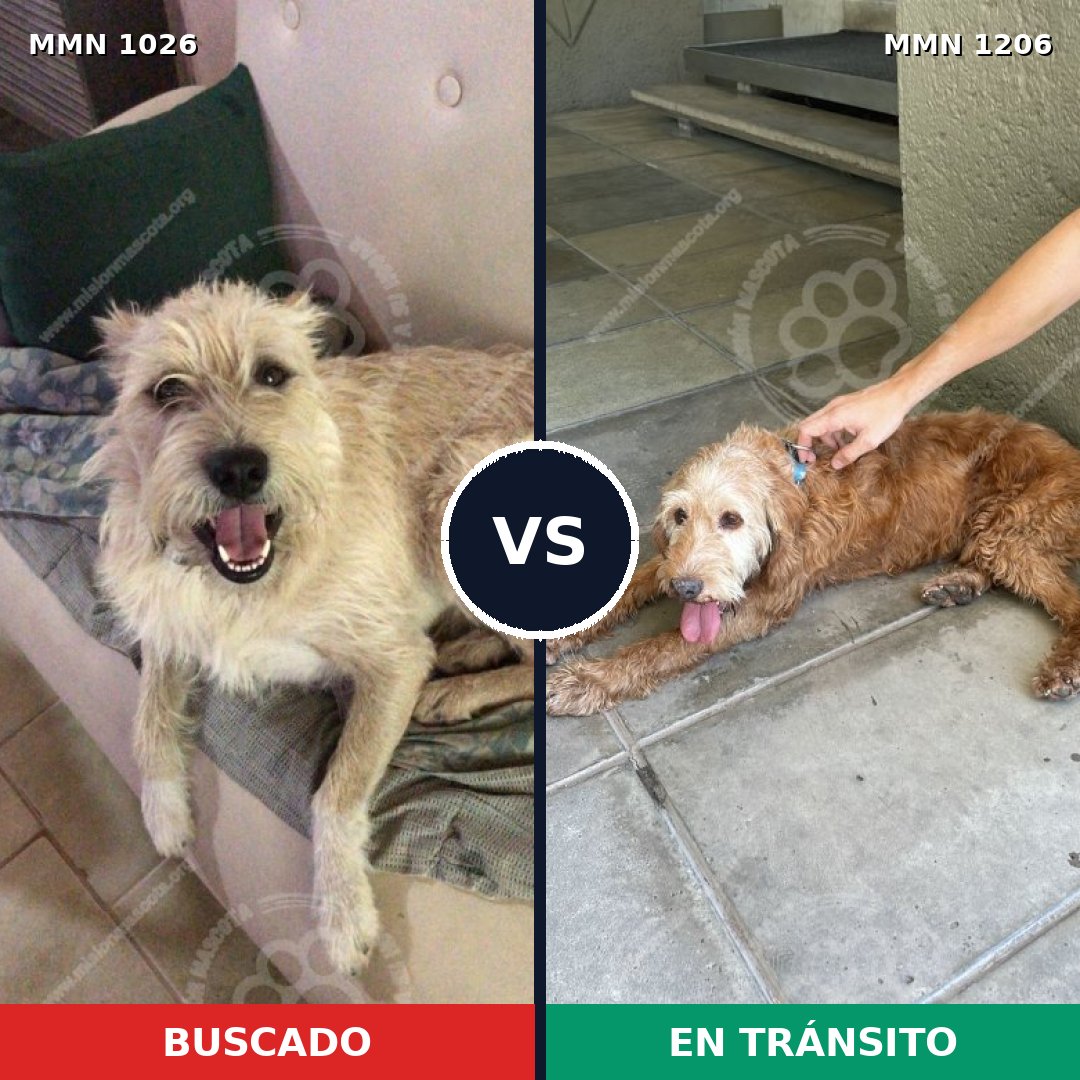 Comparativa MMS 26719: mascota perdida y mascota encontrada, 57% de similitud