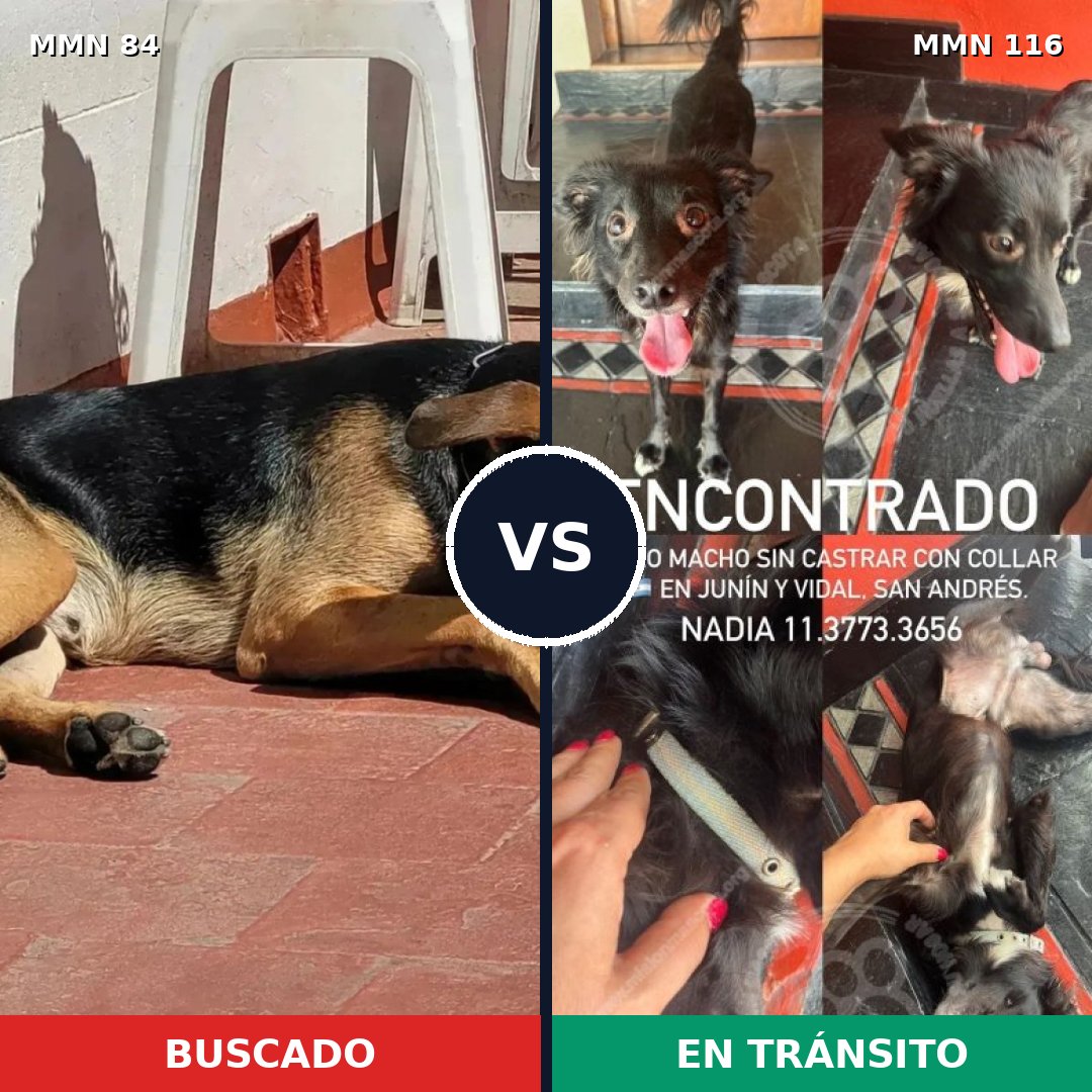 Comparativa MMS 2672: mascota perdida y mascota encontrada, 74% de similitud