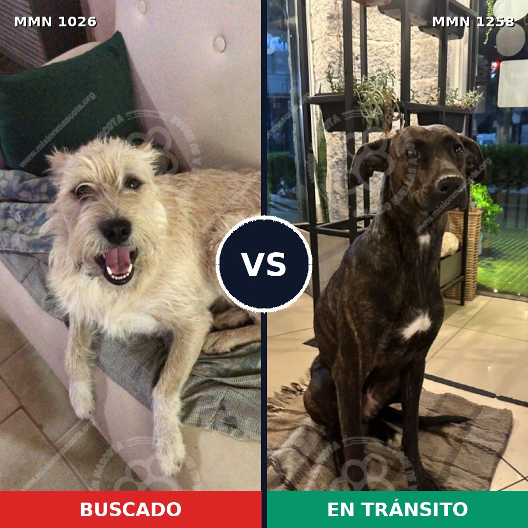 Comparativa MMS 26724: mascota perdida y mascota encontrada, 61% de similitud