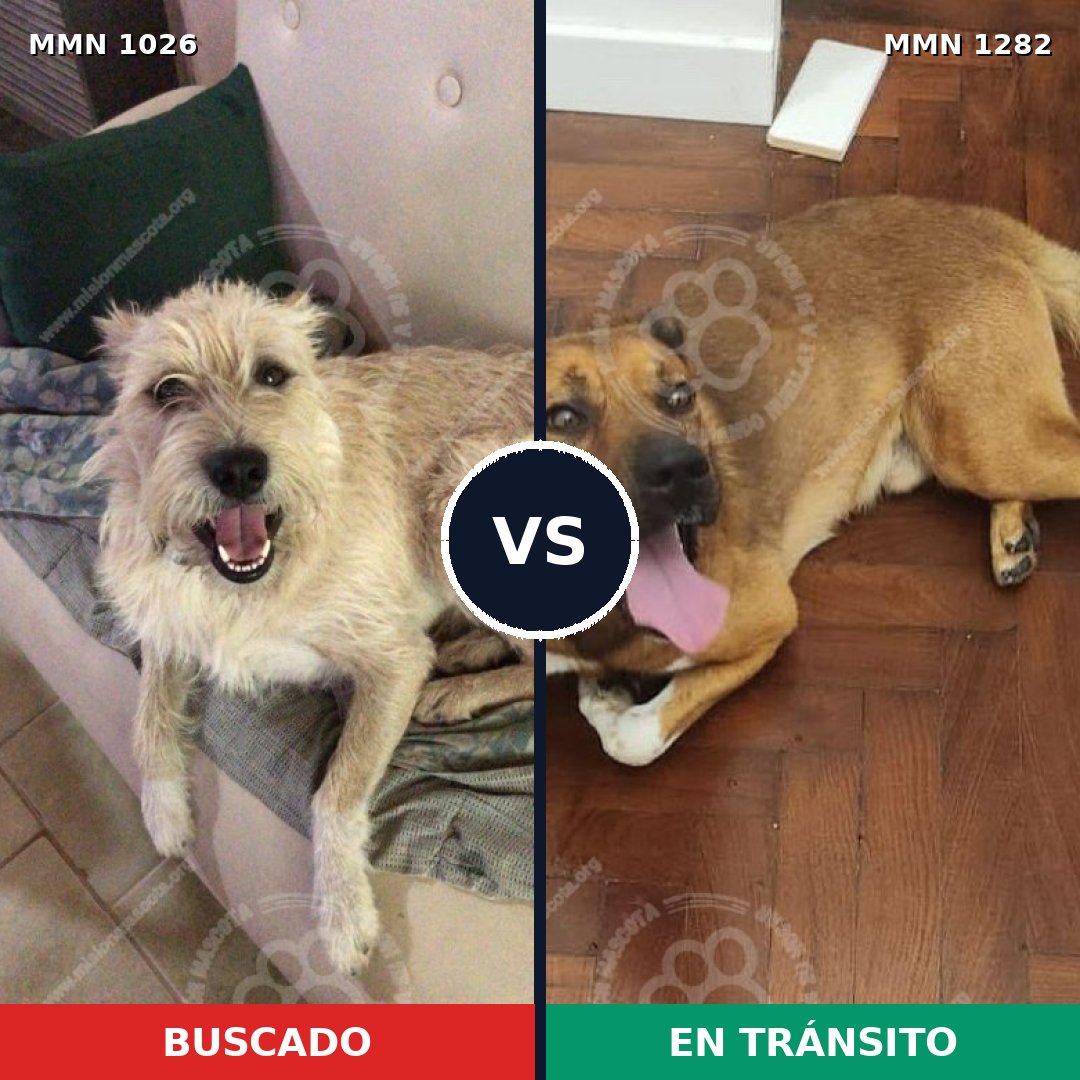 Comparativa MMS 26726: mascota perdida y mascota encontrada, 64% de similitud