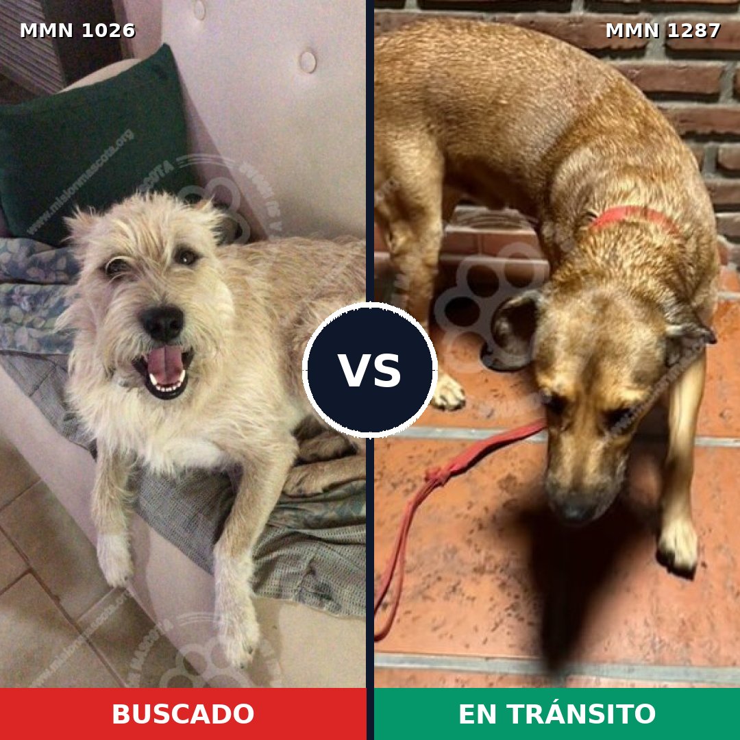 Comparativa MMS 26727: mascota perdida y mascota encontrada, 48% de similitud