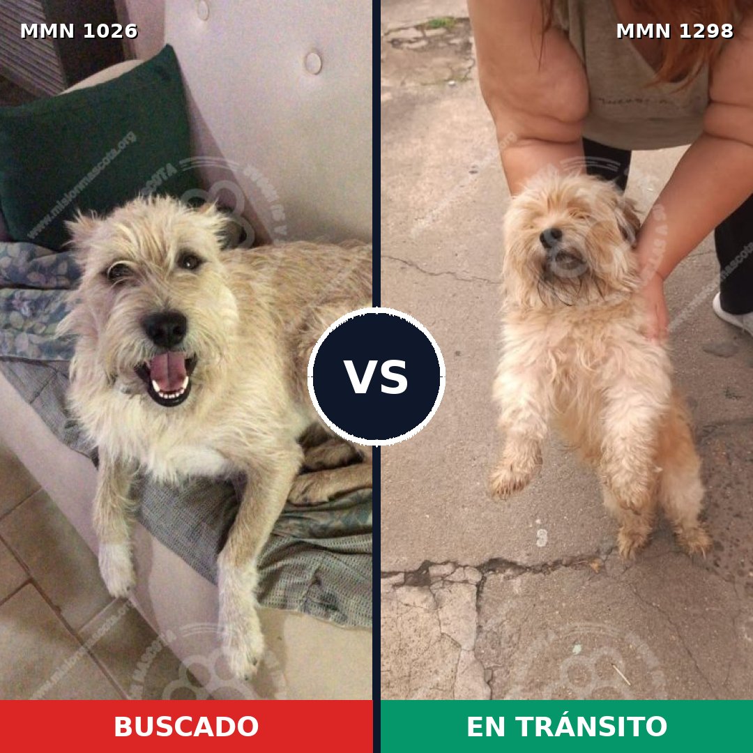 Comparativa MMS 26728: mascota perdida y mascota encontrada, 24% de similitud