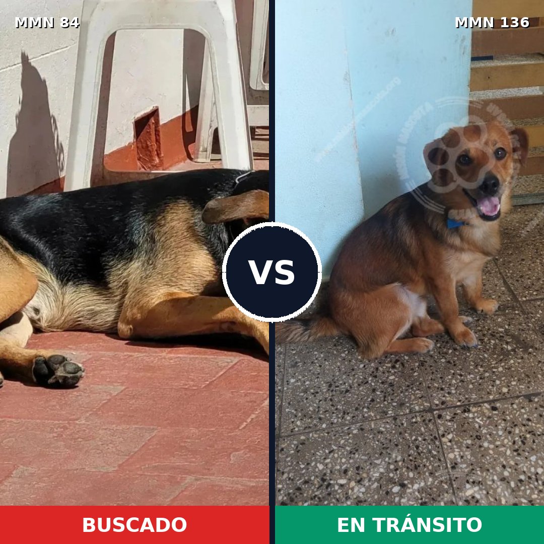 Comparativa MMS 2673: mascota perdida y mascota encontrada, 65% de similitud