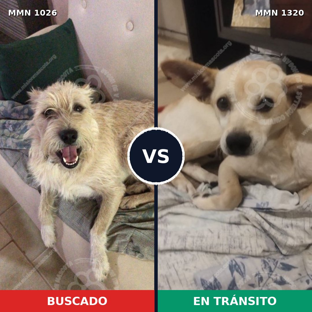 Comparativa MMS 26730: mascota perdida y mascota encontrada, 57% de similitud