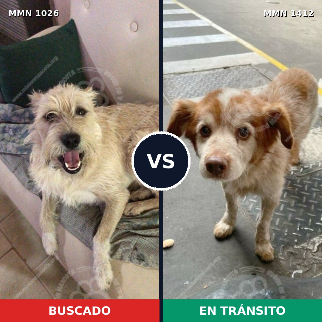 Comparativa MMS 26734: mascota perdida y mascota encontrada, 55% de similitud