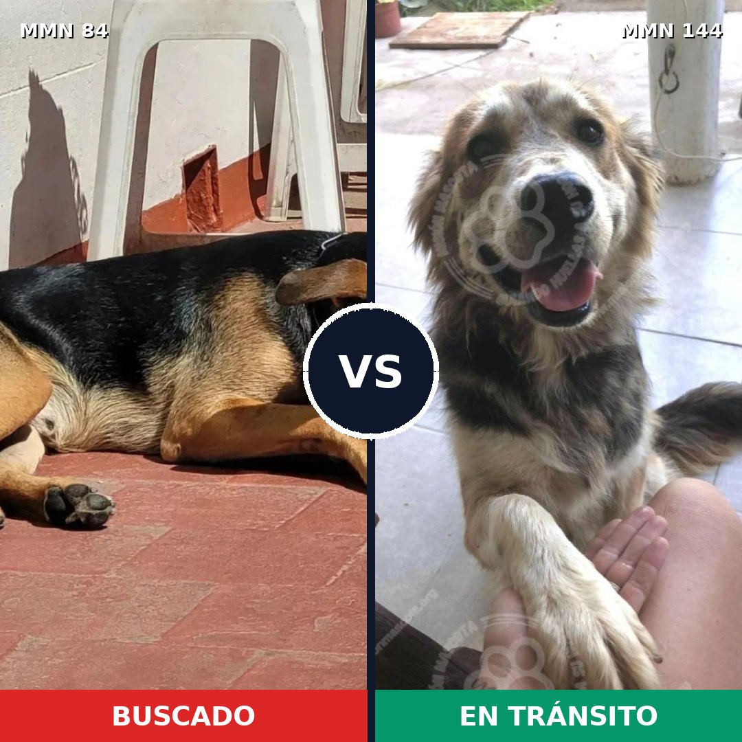 Comparativa MMS 2674: mascota perdida y mascota encontrada, 63% de similitud