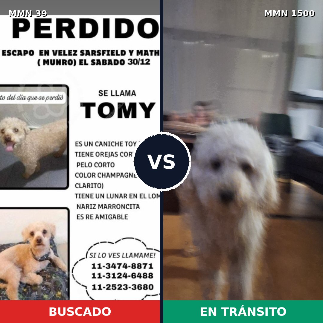 Comparativa MMS 26744: mascota perdida y mascota encontrada, 38% de similitud
