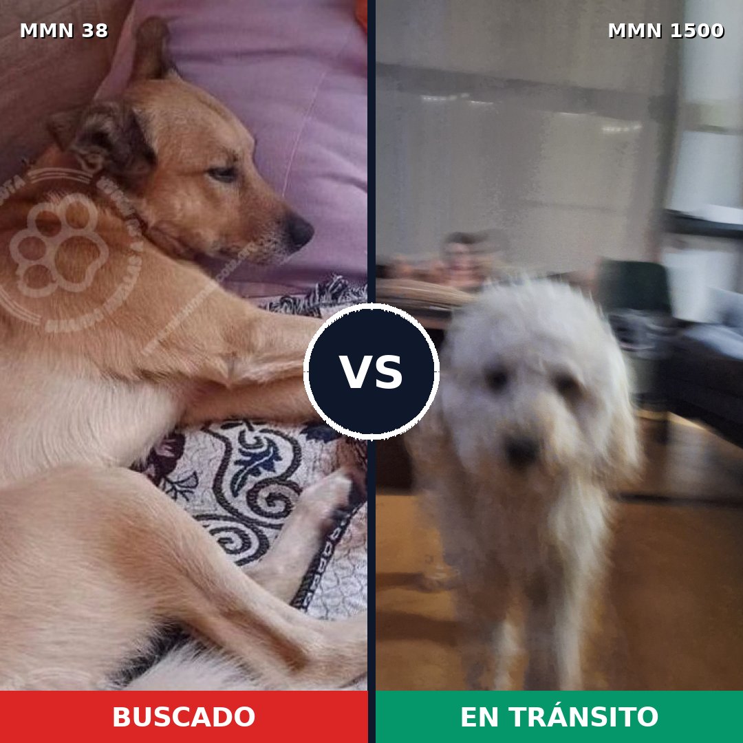 Comparativa MMS 26745: mascota perdida y mascota encontrada, 34% de similitud