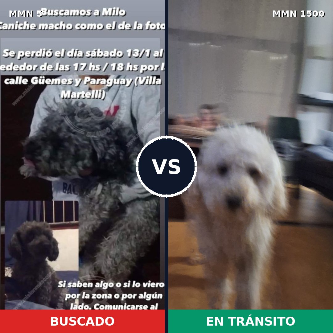 Comparativa MMS 26747: mascota perdida y mascota encontrada, 71% de similitud