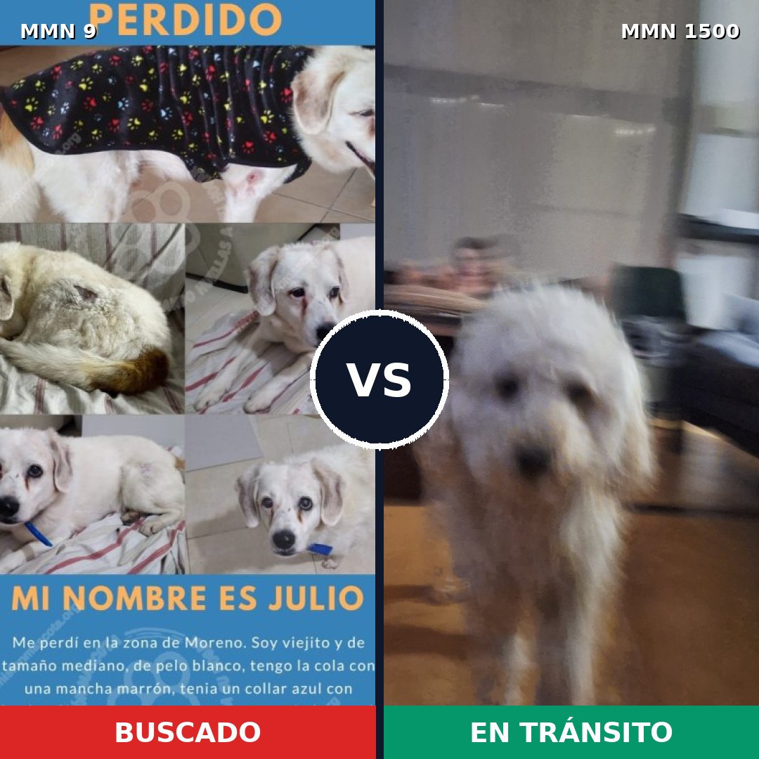 Comparativa MMS 26748: mascota perdida y mascota encontrada, 37% de similitud