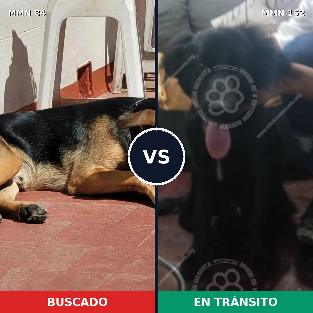 Comparativa MMS 2675: mascota perdida y mascota encontrada, 73% de similitud