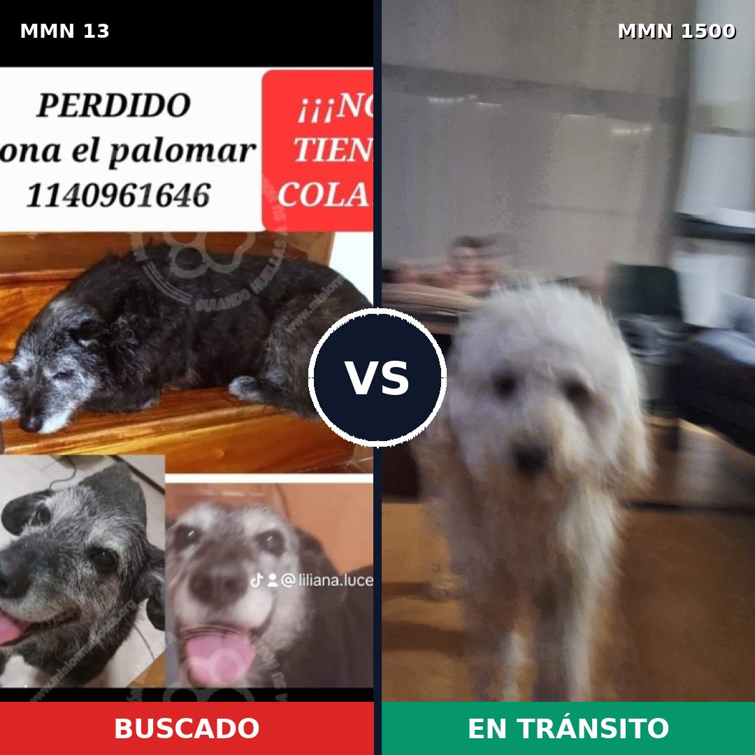 Comparativa MMS 26750: mascota perdida y mascota encontrada, 29% de similitud