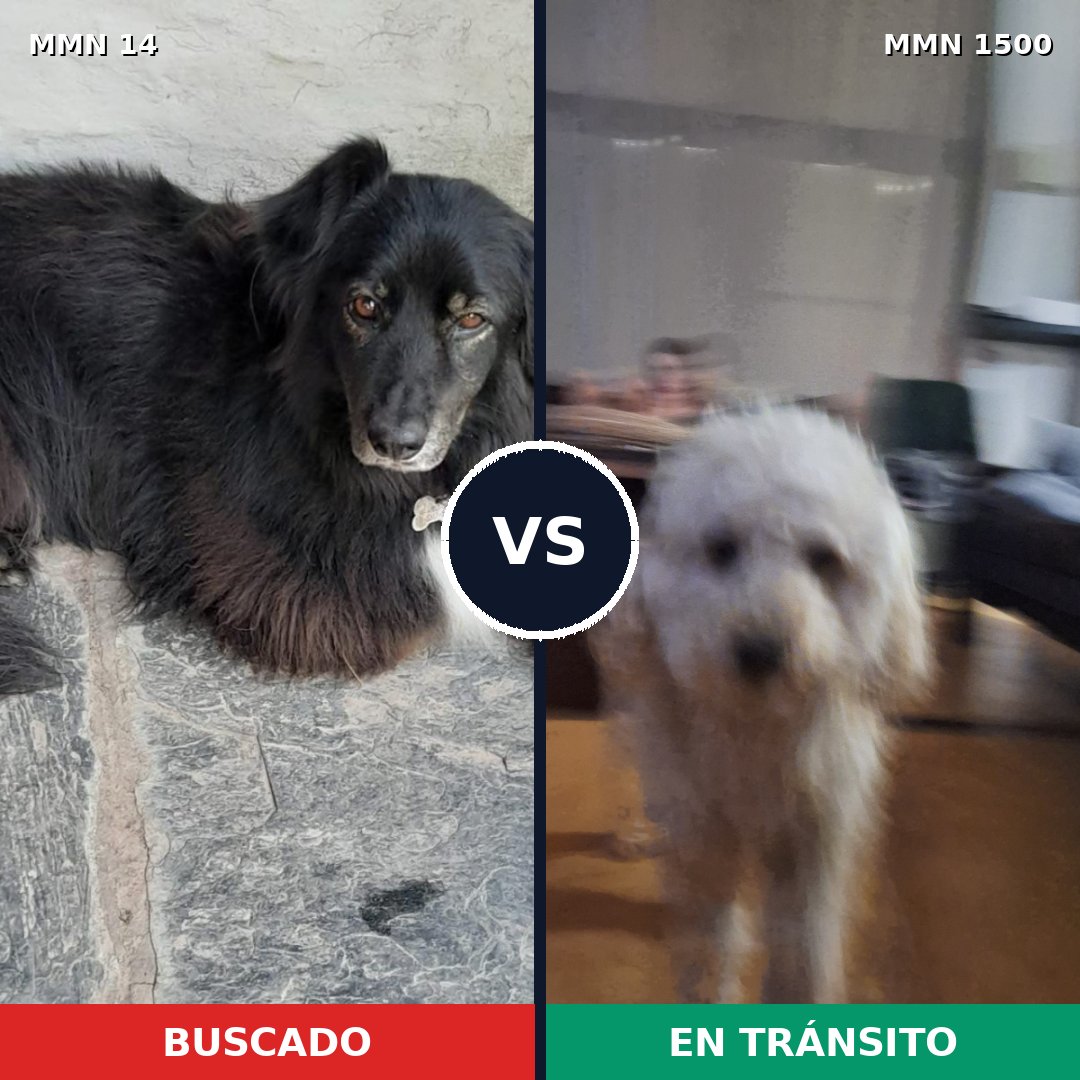 Comparativa MMS 26751: mascota perdida y mascota encontrada, 27% de similitud