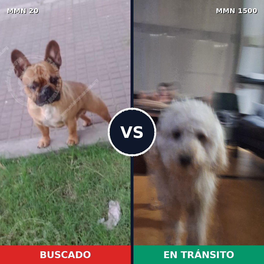 Comparativa MMS 26752: mascota perdida y mascota encontrada, 52% de similitud