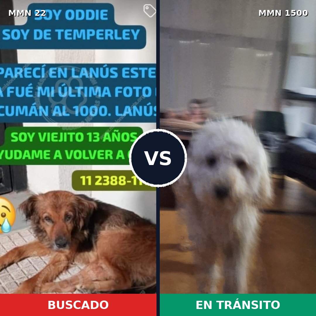 Comparativa MMS 26754: mascota perdida y mascota encontrada, 23% de similitud