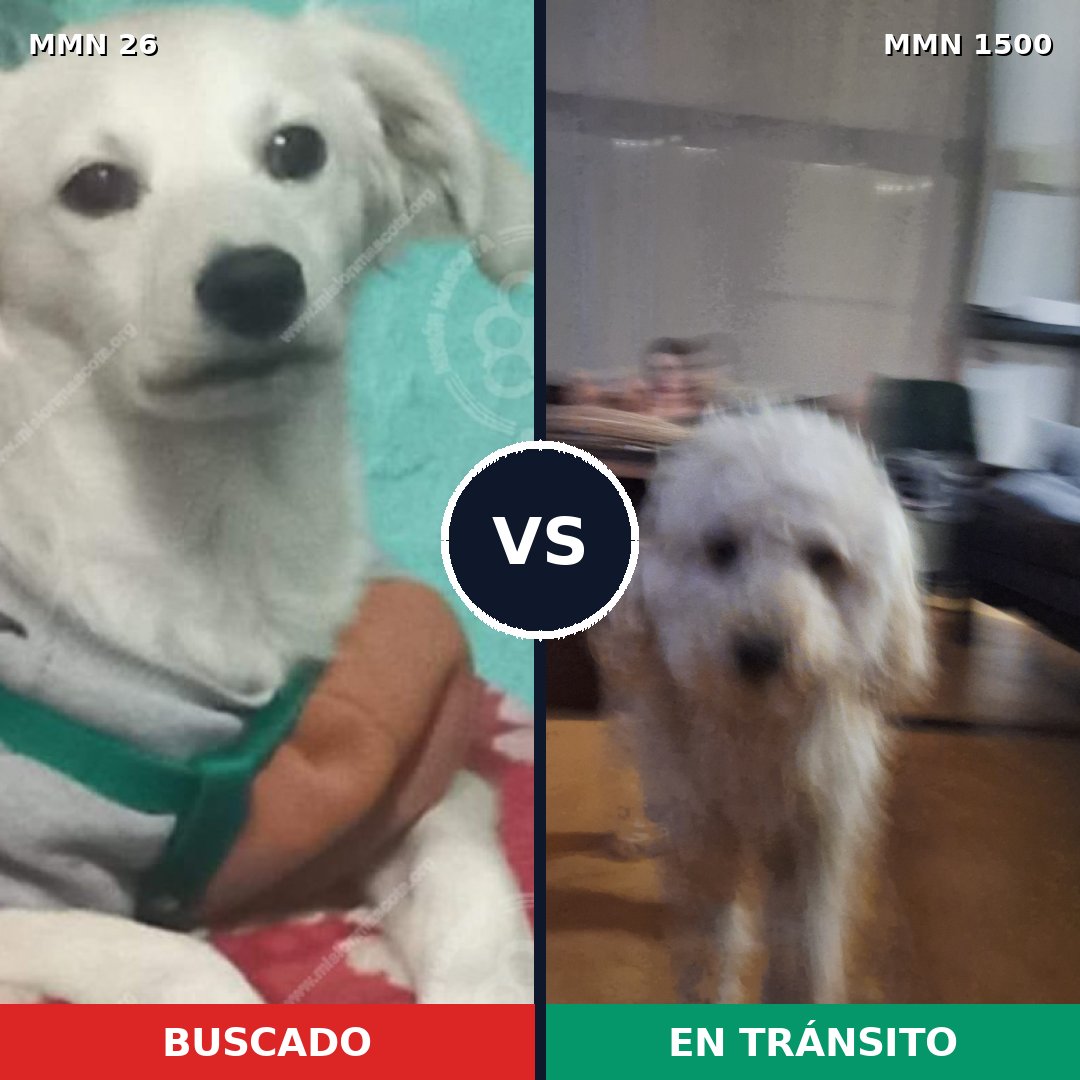 Comparativa MMS 26755: mascota perdida y mascota encontrada, 42% de similitud
