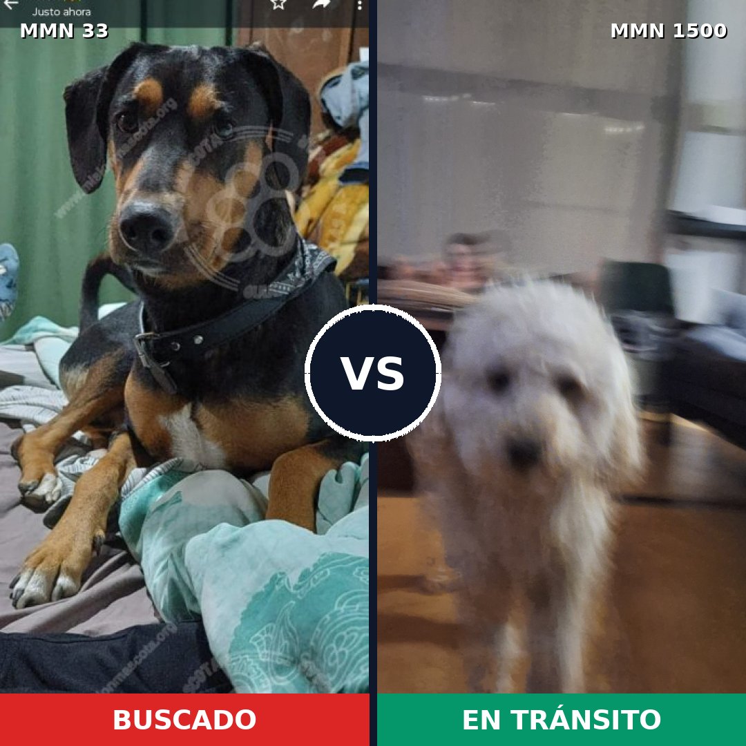 Comparativa MMS 26756: mascota perdida y mascota encontrada, 17% de similitud