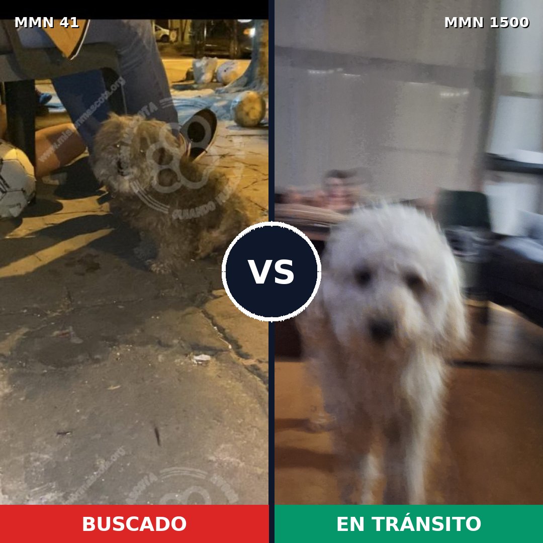 Comparativa MMS 26757: mascota perdida y mascota encontrada, 42% de similitud