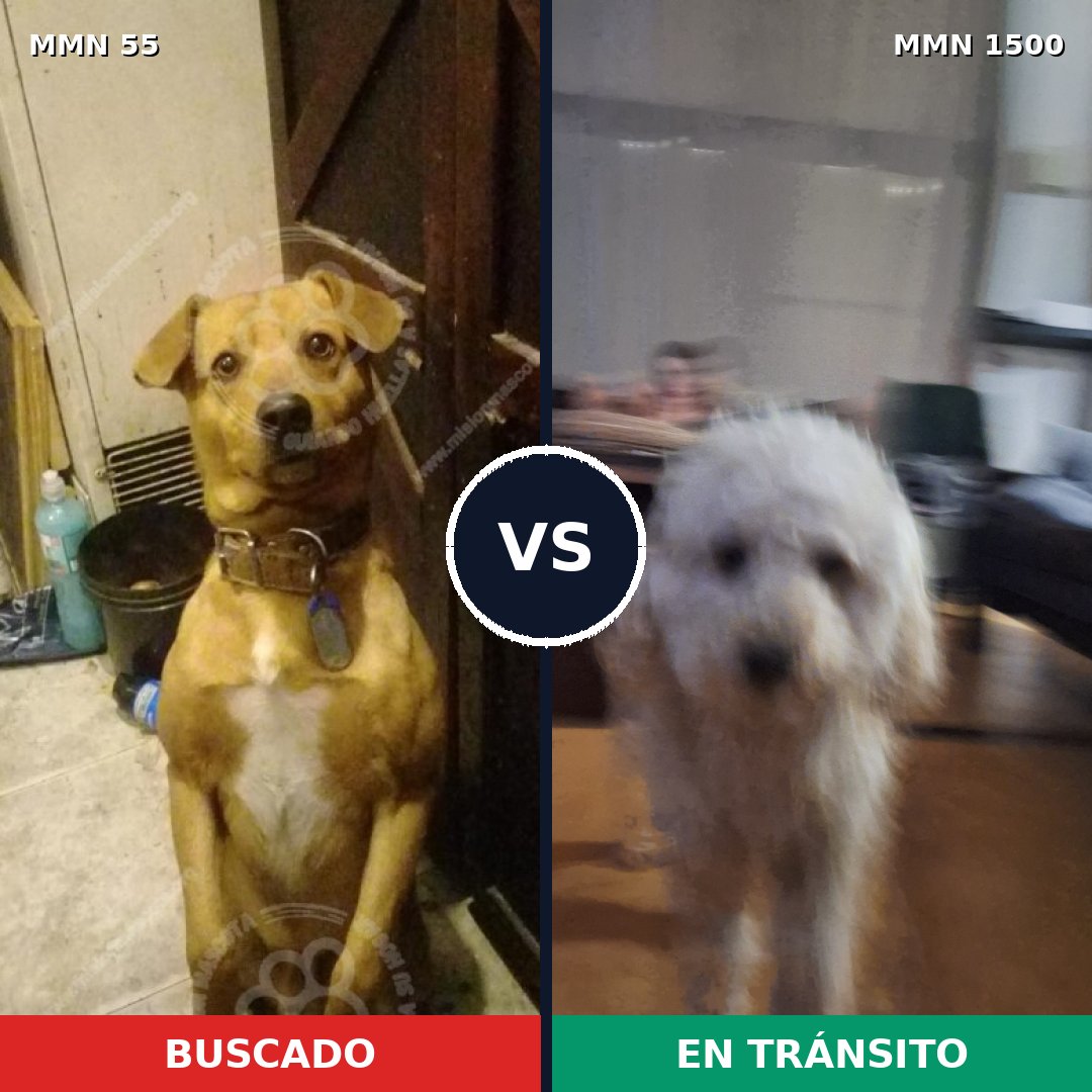 Comparativa MMS 26759: mascota perdida y mascota encontrada, 42% de similitud