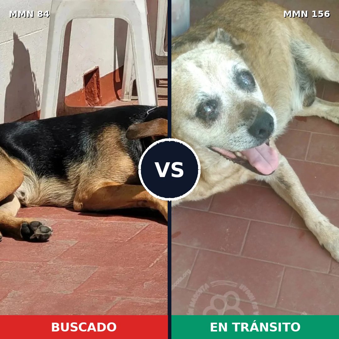 Comparativa MMS 2676: mascota perdida y mascota encontrada, 64% de similitud