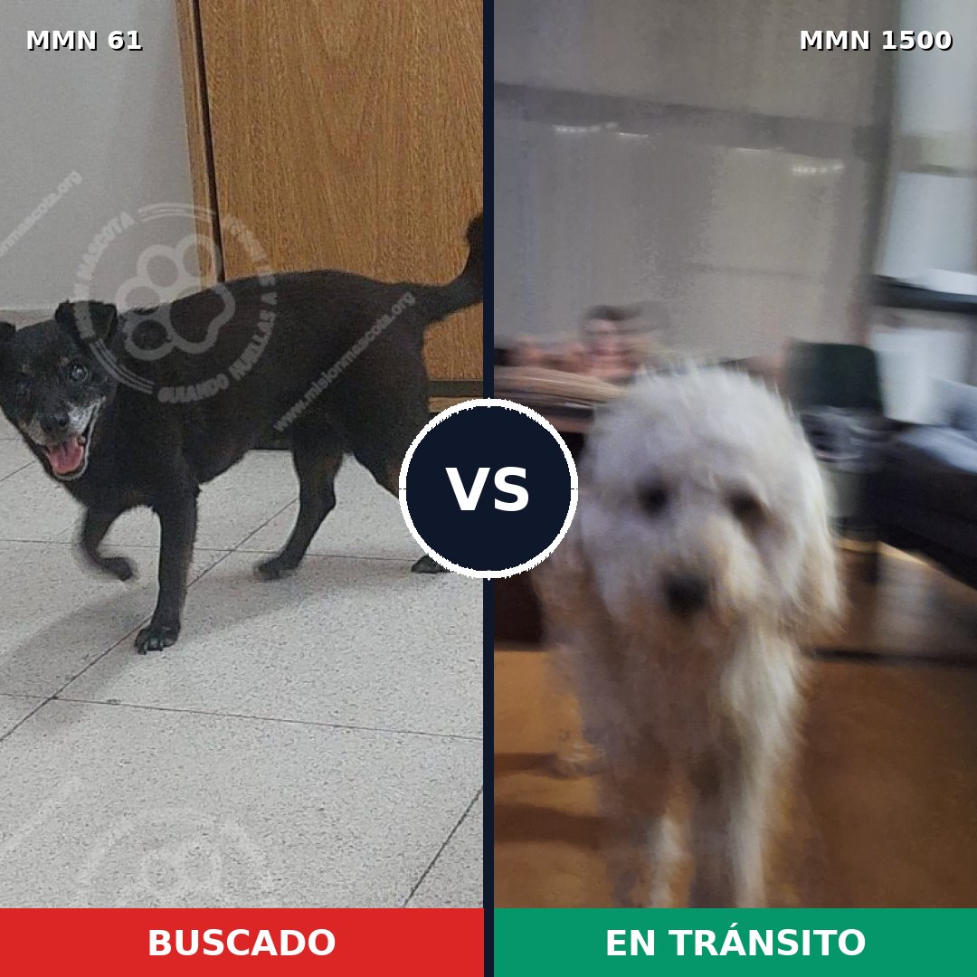 Comparativa MMS 26760: mascota perdida y mascota encontrada, 25% de similitud
