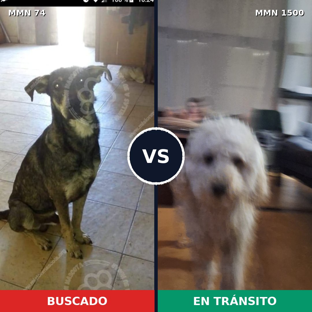 Comparativa MMS 26761: mascota perdida y mascota encontrada, 17% de similitud