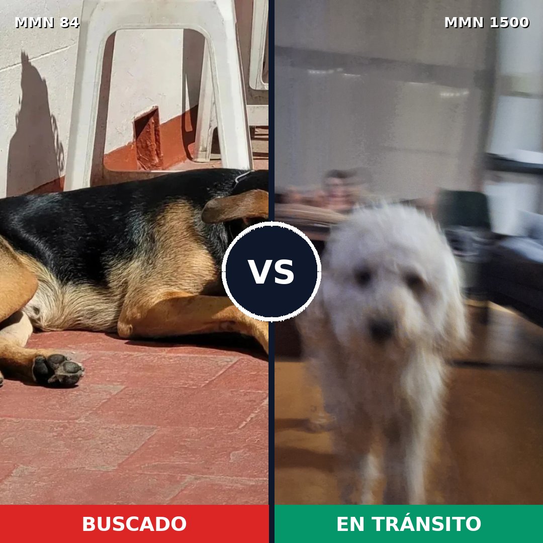 Comparativa MMS 26762: mascota perdida y mascota encontrada, 15% de similitud
