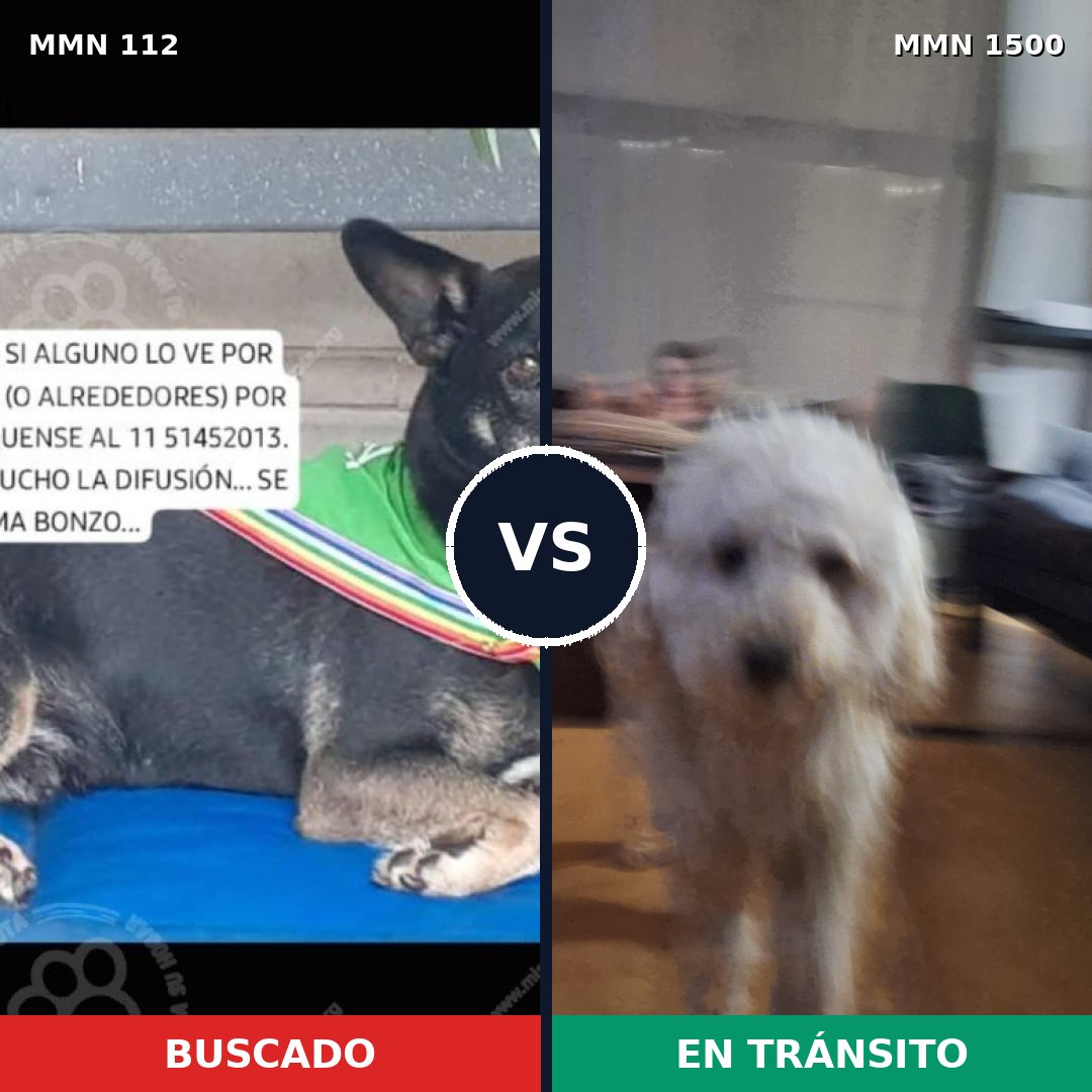 Comparativa MMS 26763: mascota perdida y mascota encontrada, 26% de similitud