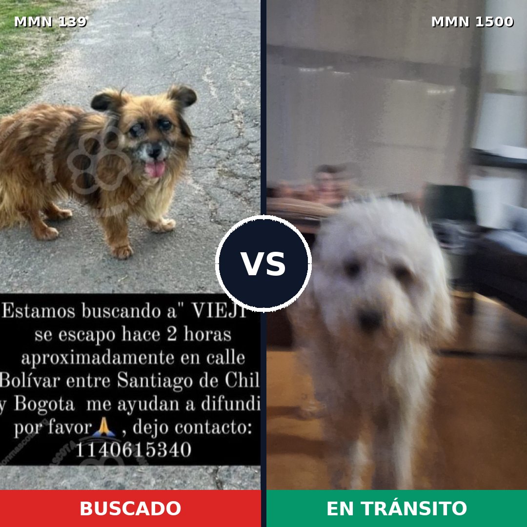Comparativa MMS 26764: mascota perdida y mascota encontrada, 24% de similitud