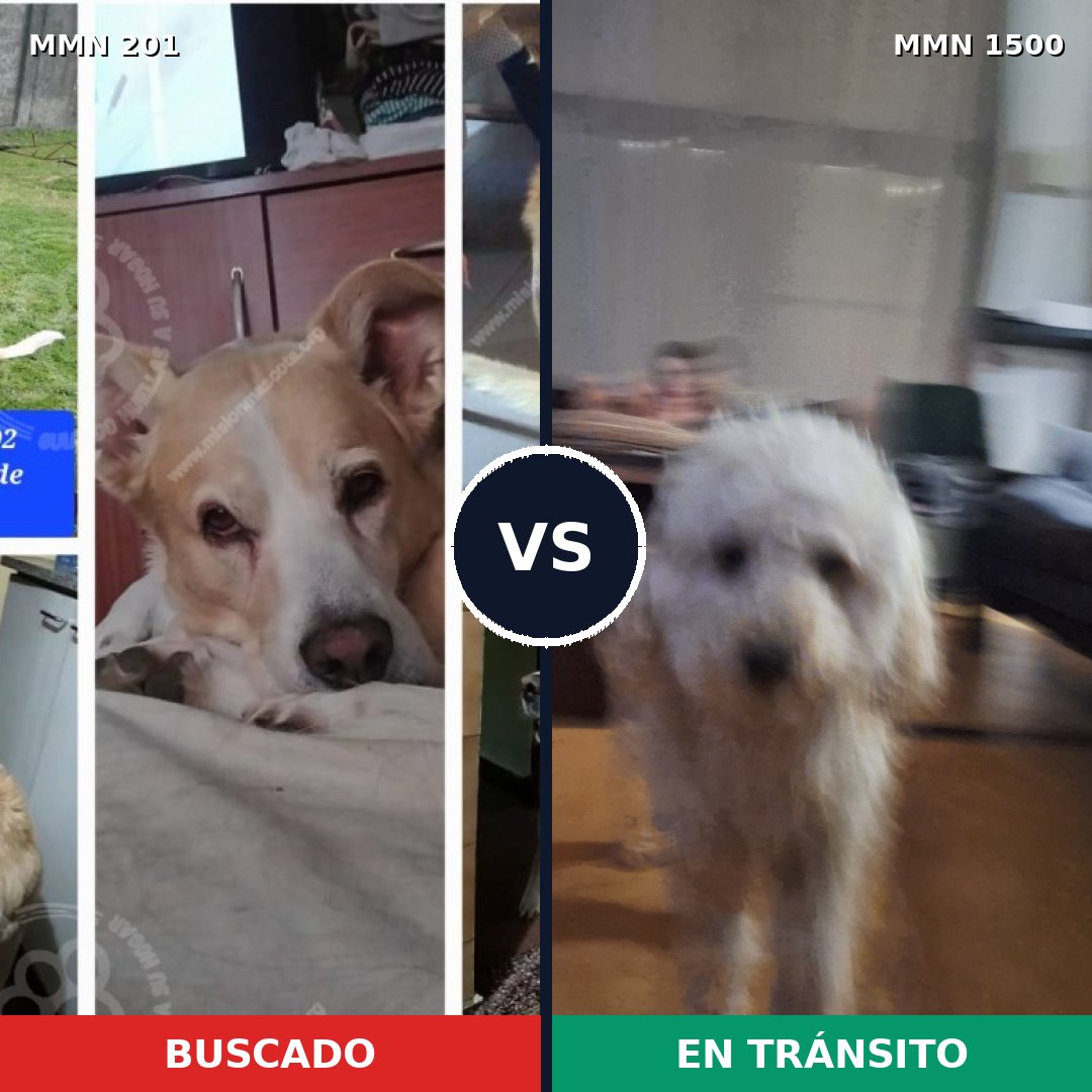 Comparativa MMS 26765: mascota perdida y mascota encontrada, 33% de similitud