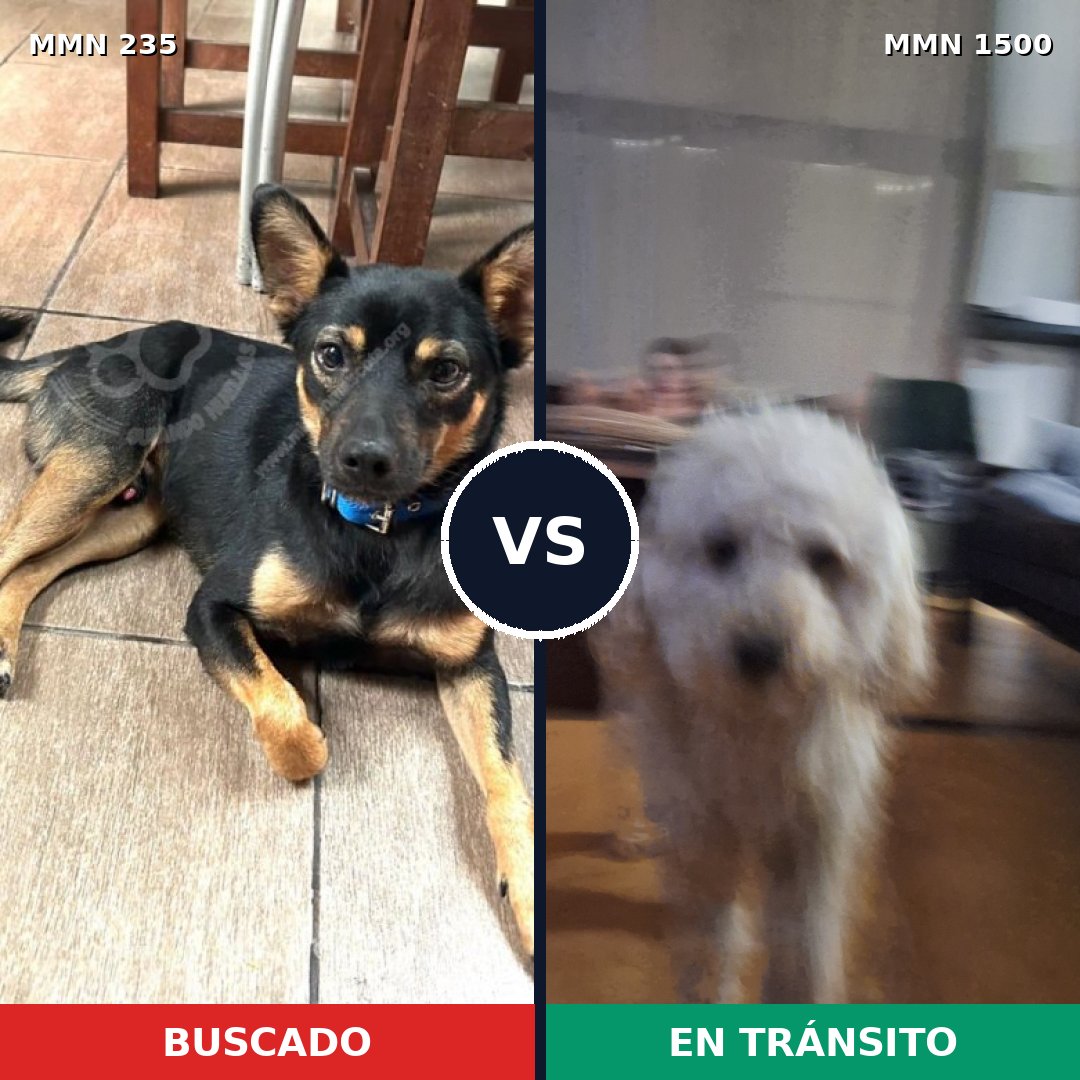 Comparativa MMS 26766: mascota perdida y mascota encontrada, 37% de similitud