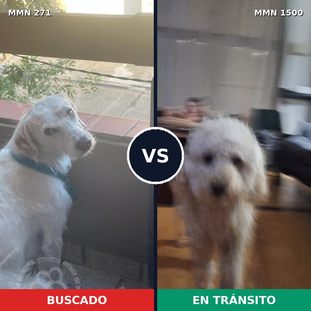 Comparativa MMS 26767: mascota perdida y mascota encontrada, 33% de similitud