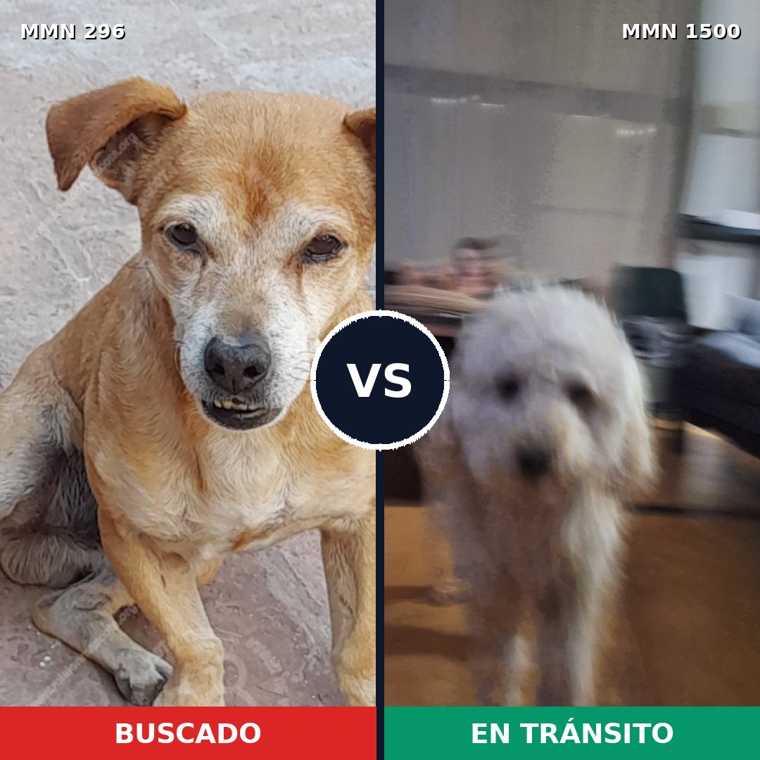 Comparativa MMS 26768: mascota perdida y mascota encontrada, 45% de similitud