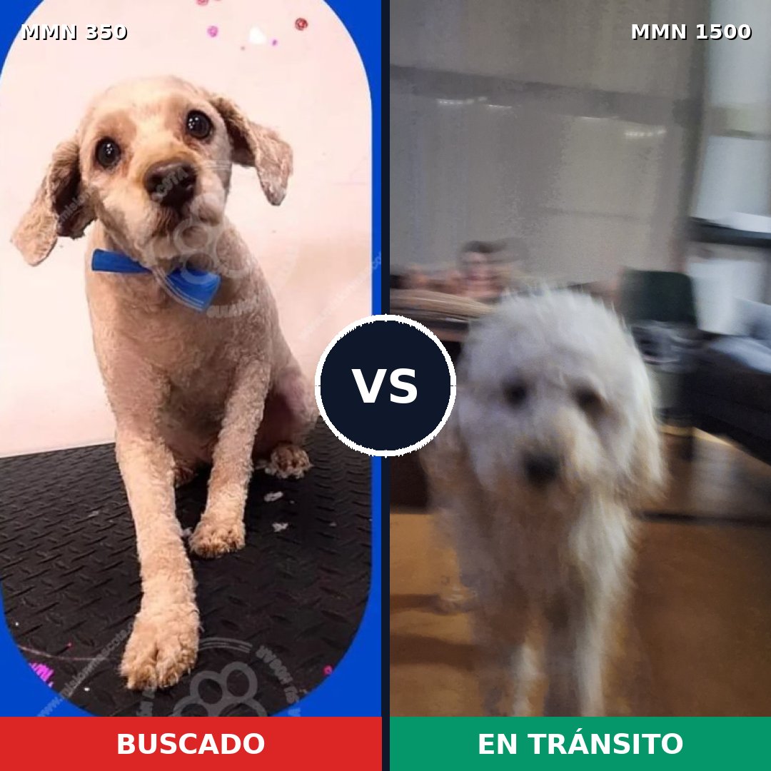 Comparativa MMS 26769: mascota perdida y mascota encontrada, 64% de similitud