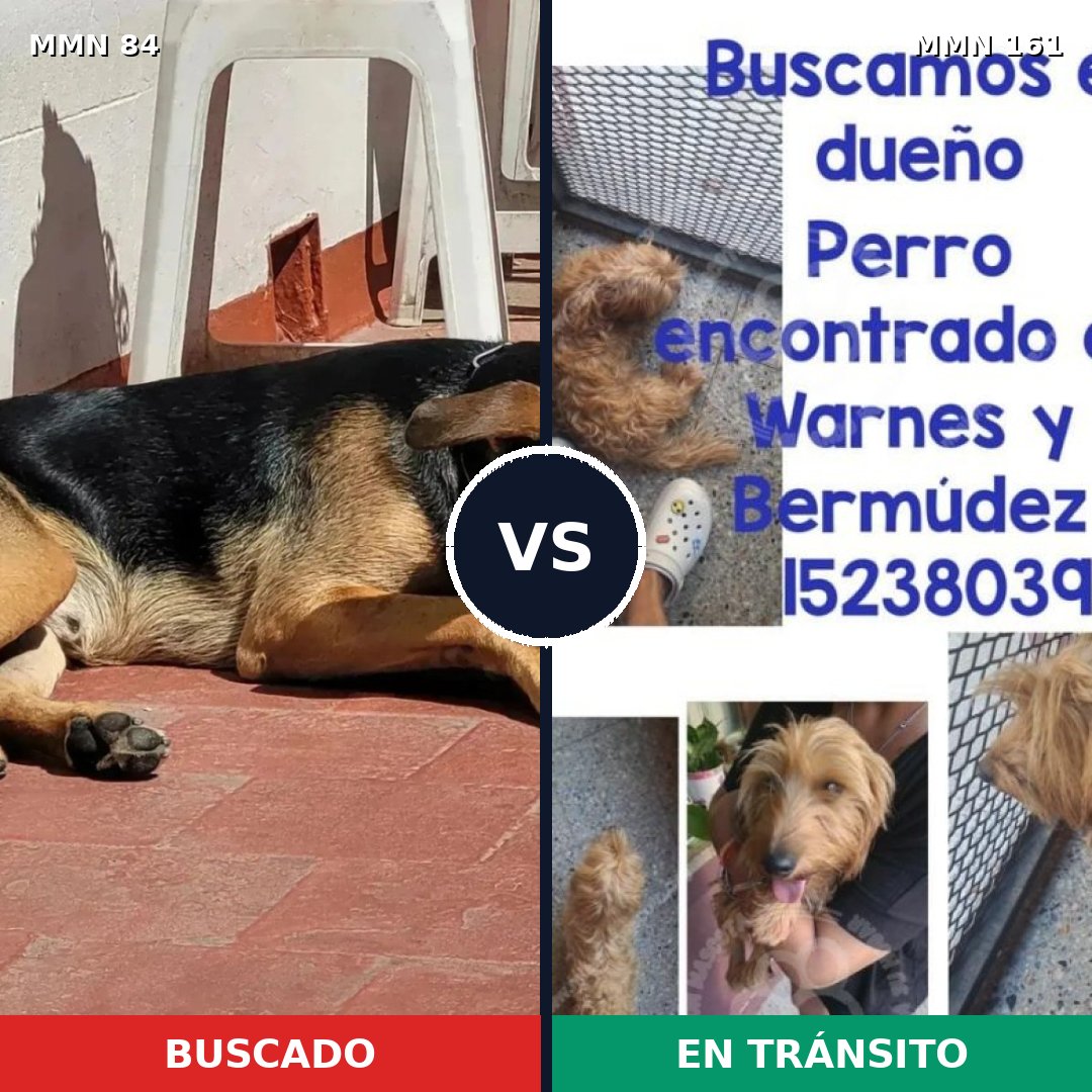 Comparativa MMS 2677: mascota perdida y mascota encontrada, 67% de similitud