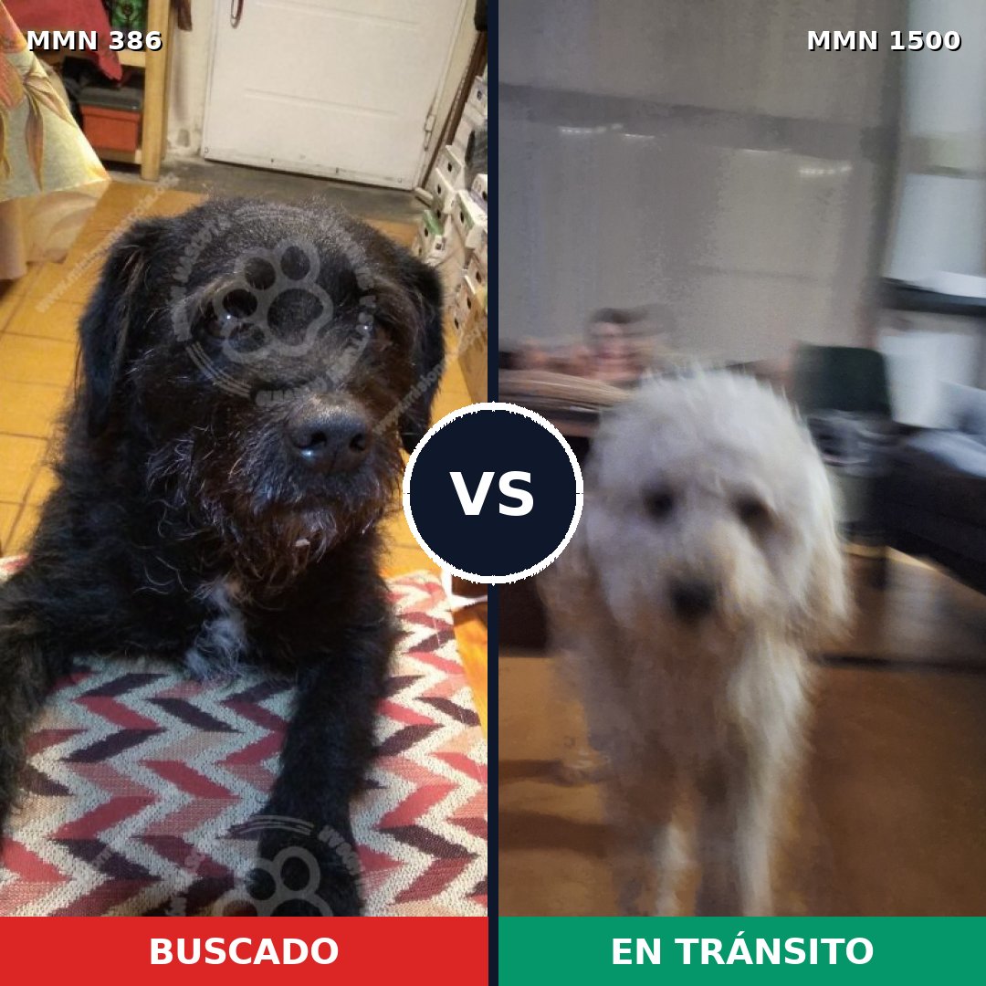 Comparativa MMS 26770: mascota perdida y mascota encontrada, 38% de similitud