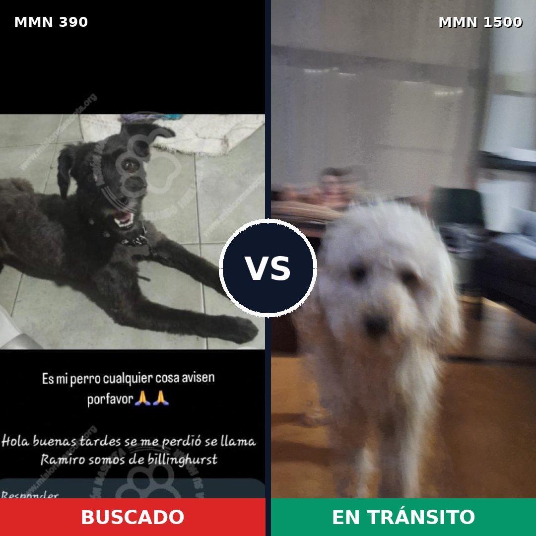 Comparativa MMS 26771: mascota perdida y mascota encontrada, 60% de similitud