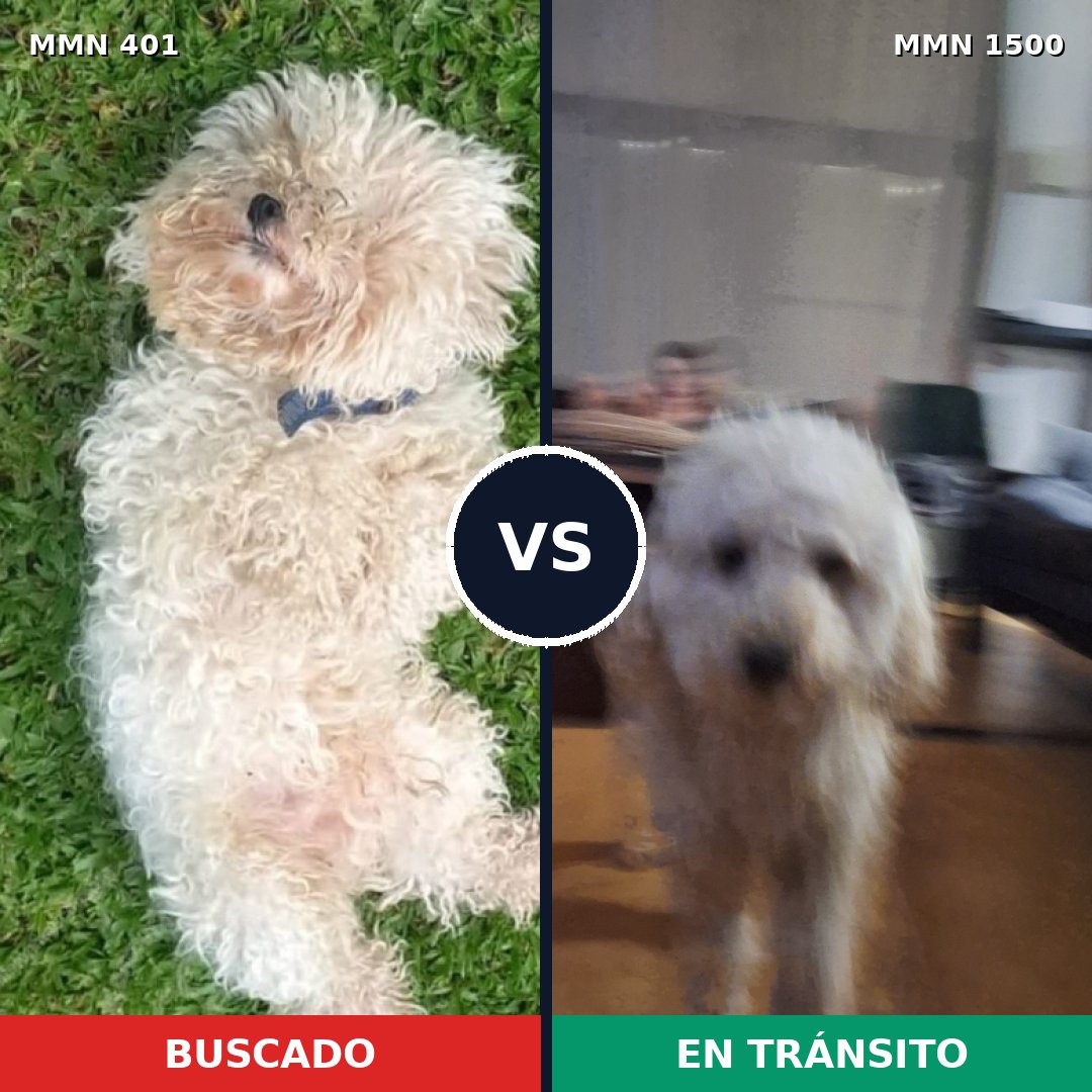 Comparativa MMS 26772: mascota perdida y mascota encontrada, 59% de similitud