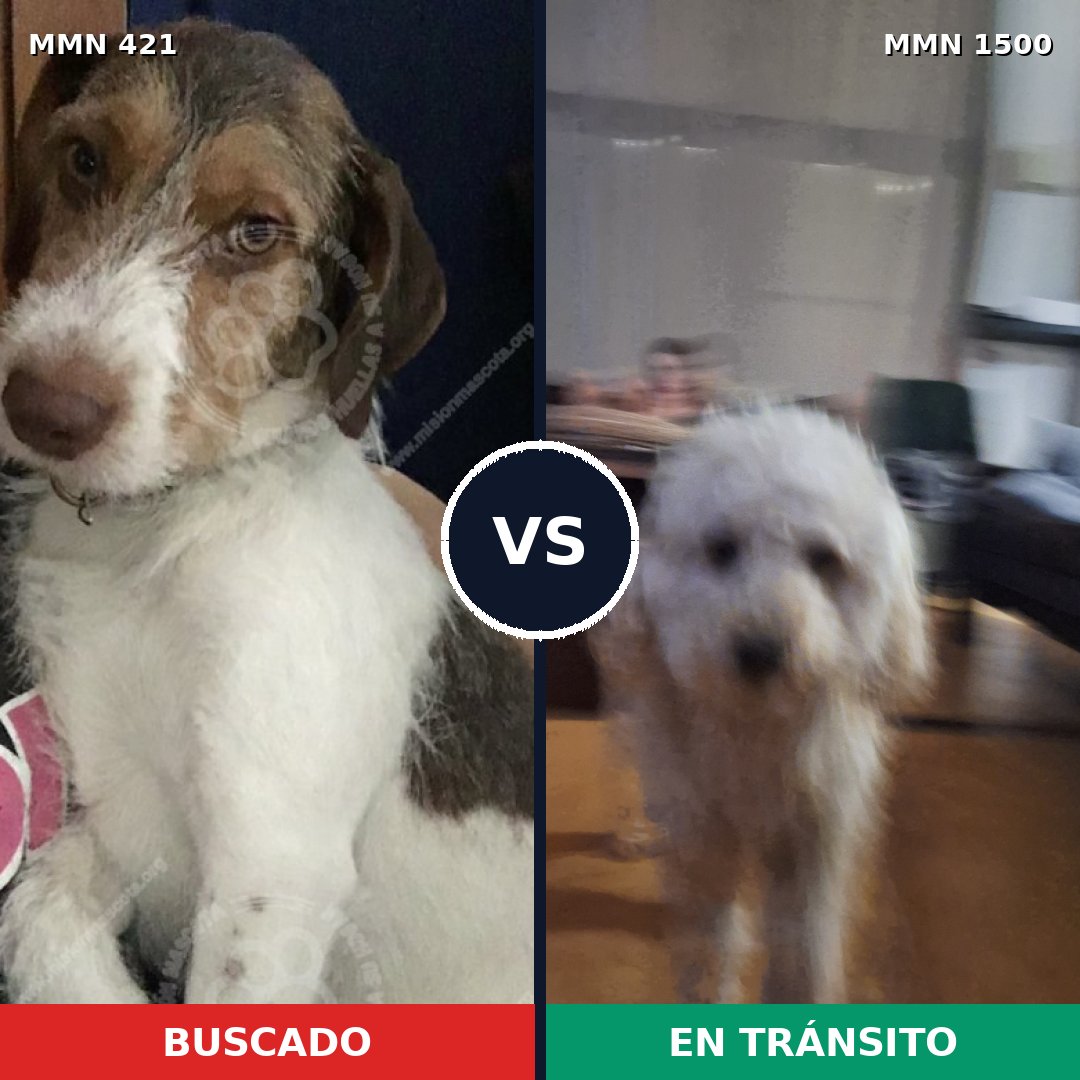 Comparativa MMS 26773: mascota perdida y mascota encontrada, 32% de similitud