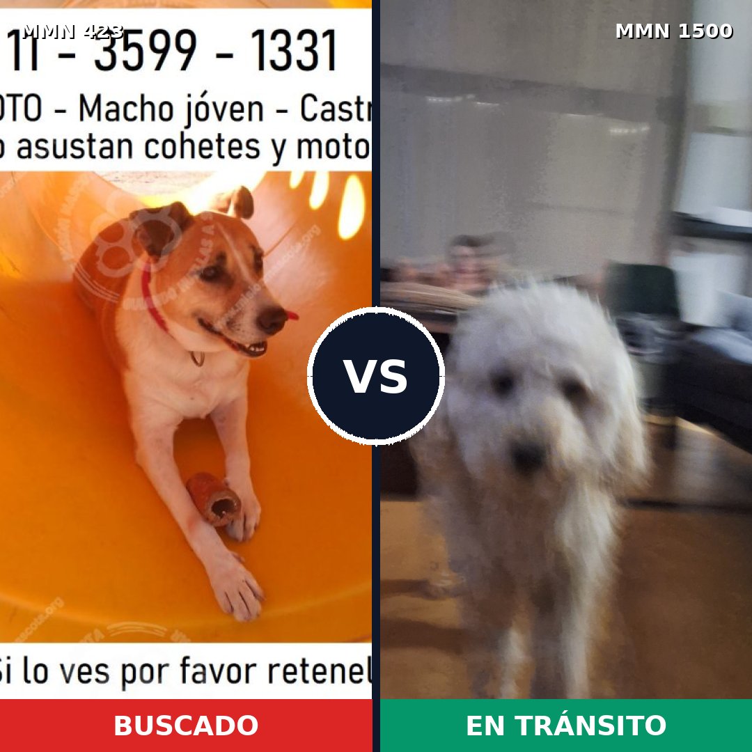 Comparativa MMS 26774: mascota perdida y mascota encontrada, 49% de similitud