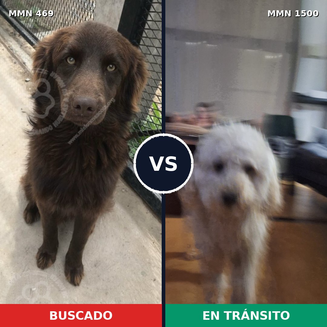 Comparativa MMS 26778: mascota perdida y mascota encontrada, 28% de similitud