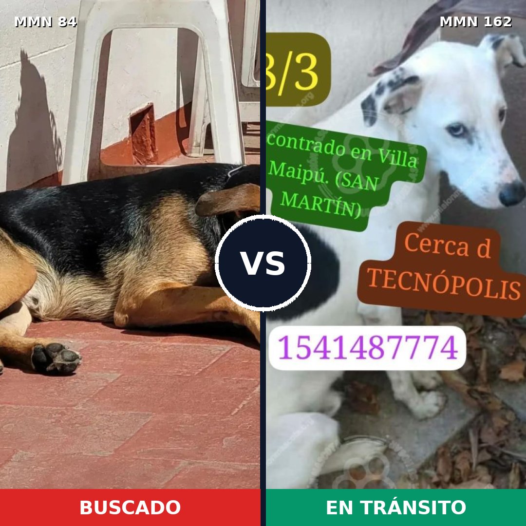 Comparativa MMS 2678: mascota perdida y mascota encontrada, 69% de similitud