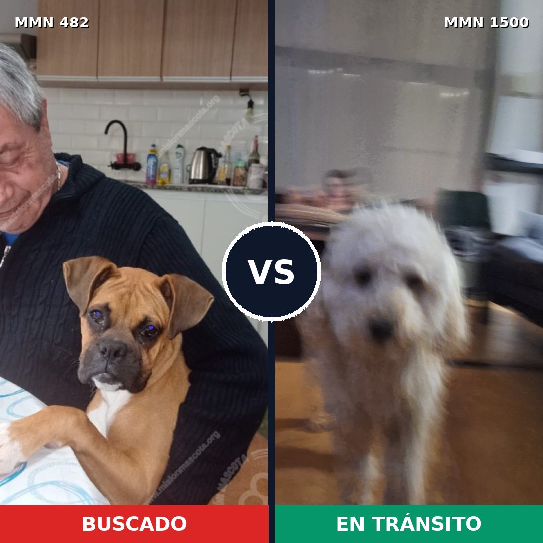 Comparativa MMS 26780: mascota perdida y mascota encontrada, 41% de similitud
