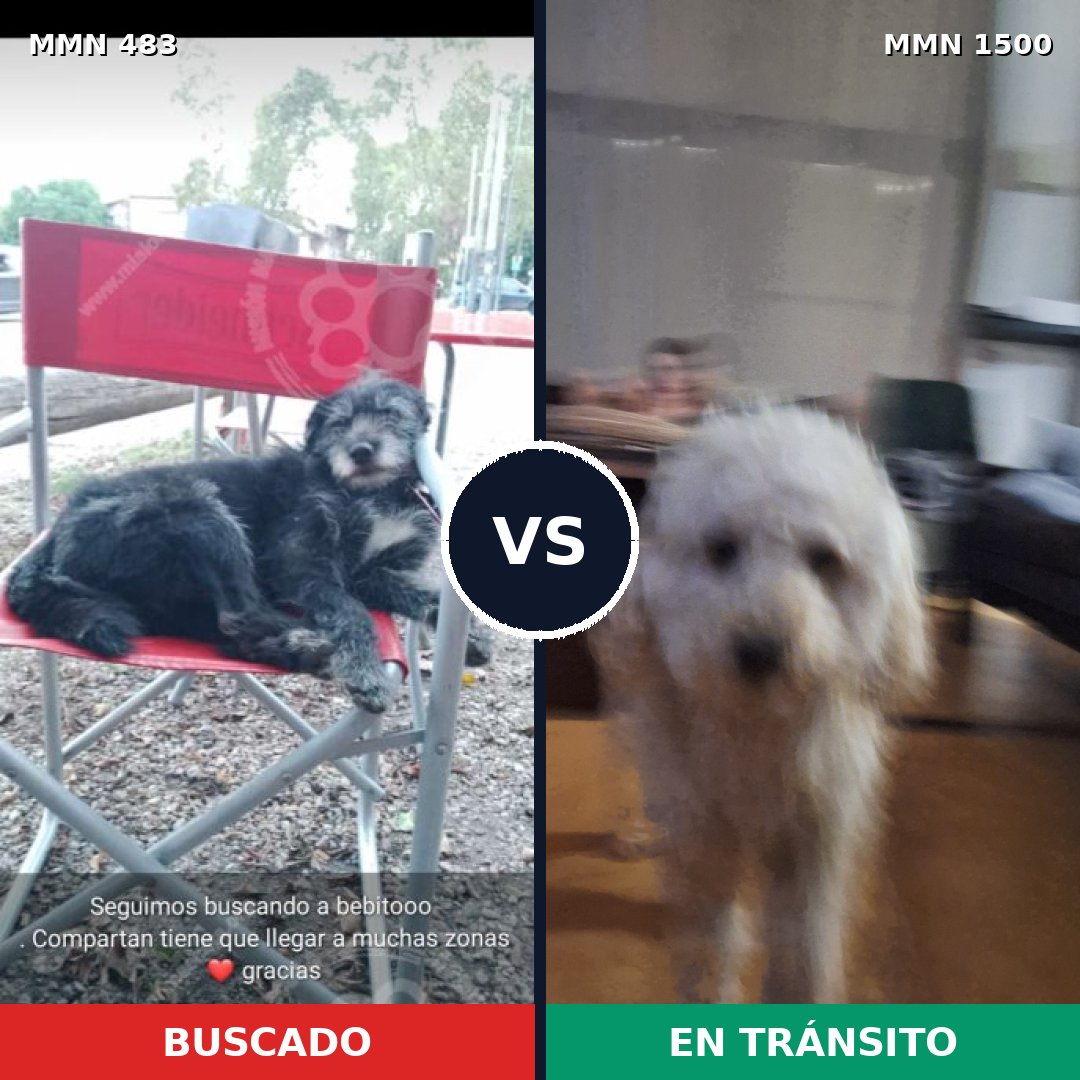 Comparativa MMS 26781: mascota perdida y mascota encontrada, 38% de similitud